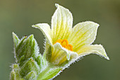 Squirting cucumber (Ecballium elaterium) flower
