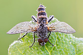 Entomopathogenic fungus infecting fly