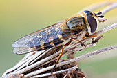 Eupeodes hoverfly