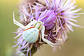 Flower crab spider