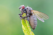 Entomopathogenic fungus infecting fly