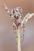 Furrow spider