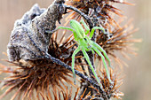 Green nursery web spider