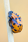 Ladybug pupa