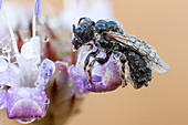 Lasioglossum bee