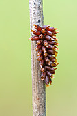 Leaf beetle eggs