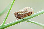 Leaf hopper