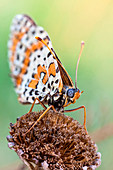 Melitaea butterfly