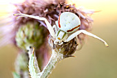 Flower crab spider