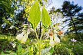 Onosma flowers