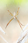 Orb weaver spider