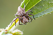 Lynx spider