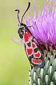 Provence burnet moth