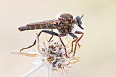 Robberfly