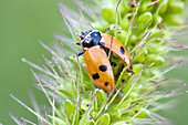 Harlequin ladybird on yellow foxtail grass