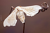 Silkmoth