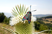 Six spot burnet moth