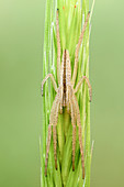 Slender crab spider