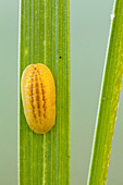 Slug caterpillar nymph