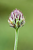 Tyrimnus wildflower