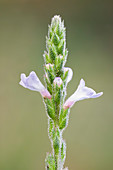 Verbena wildflower