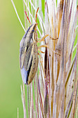 Wheat stink bug