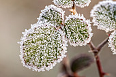 Frost-covered rose leaves