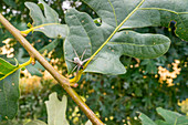 White huntsman spider