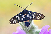 Yellow belted burnet moth