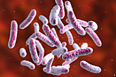 Bacteria, illustration