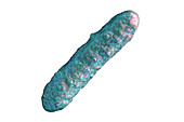Bacterium, illustration