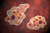 Parasitic amoeba, illustration