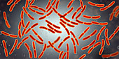 Lactobacillus bacteria, illustration