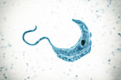 Sleeping sickness parasite, illustration