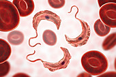 Sleeping sickness parasite, illustration