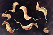 Chagas disease parasite, illustration