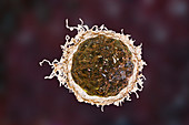 Cancer cell, illustration