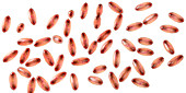 Plague bacteria Yersinia pestis, illustration