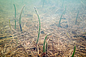 Mangrove shoots