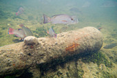 Cannon on seabed