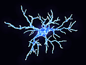 Microglial cell, illustration