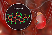 Hormone cortisol molecule and adrenal gland, illustration