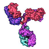 Immunoglobulin G antibody, molecular model