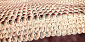Cell plasma membrane, illustration