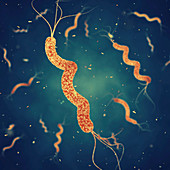 Spirillum bacteria, illustration