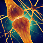 Nerve cells, illustration