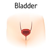 Bladder, illustration