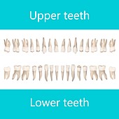 Upper and lower adult teeth, illustration