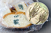 Bread with mould, composite image