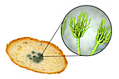 Bread with mould, composite image